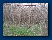 You wouldn't think there was enough cover!